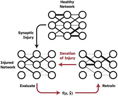 Simulation of neuroplasticity in a CNN-based in-silico model of neurodegeneration of the visual system